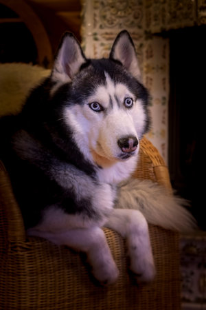 Portrait husky dog lying on wicker chair in cozy room. Dog with blue eyes looks at cameraの写真素材