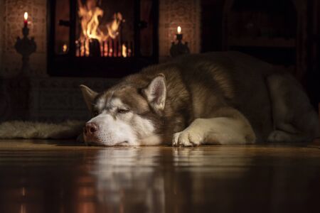 Resting by the fireplace husky dog. Warmth and Cozyness. Siberian husky sleeping in dark room by burning fireplace. Low Angle View.の写真素材