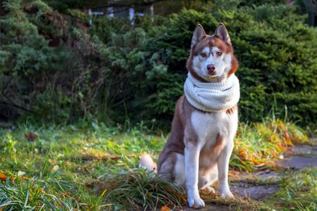 Portrait brown Siberian husky dog in scarf, autumn sunny day. Husky dog looks at camera.の写真素材