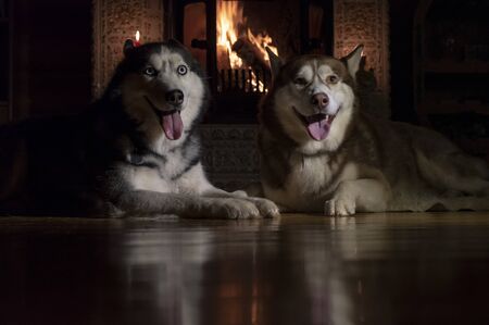Dogs together on floor indoors. Fluffy husky friends near fireplace.の写真素材