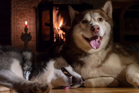 Smiling husky dog resting by burning fireplace in dark room.の写真素材