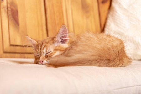 Beautiful red tabby kitty sleeping on soft pillow. Closeup portrait redhead sleepy striped kitten on...