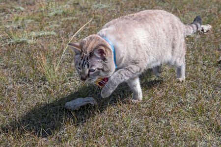 Beautiful Cat With Blue Eyes Sneaks Across The Lawn Shorthair Cat