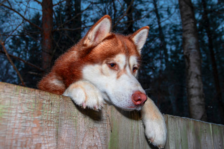 Red Husky Dog looking over fence. Dog peering over wooden fence, bottom view, dark background.