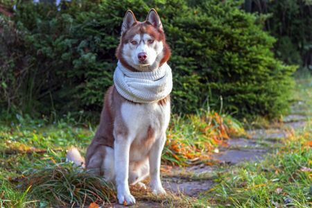Portrait red Siberian husky dog in white scarf on background coniferous trees, autumn sunny cold day. Husky dog looks at camera.の写真素材