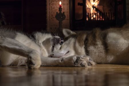 Dogs sleeping together. Husky taking nap. Home pets. Animal care. Love and friendship. Domestic animals.の写真素材