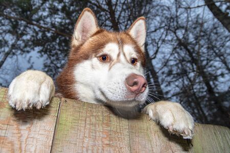 Curious husky dog climbed the fence and looks out into the street. Funny Siberian husky looks over the fence and wants to run away for a walk. Portrait red siberian husky.の写真素材