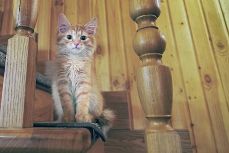 Portrait red striped kitten sitting on wooden staircase and looking at the camera. Front view. Wooden interior of a cozy country house.の写真素材