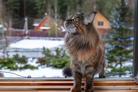 Maine Coon cat sitting in the window house on the background of a snow-covered street.の写真素材
