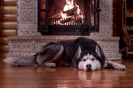 Dog resting by the fireplace. Siberian husky lies on wooden floor and looks at camera.