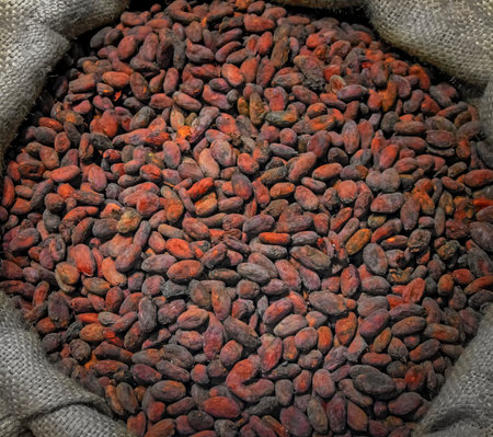 Bag of cocoa beans. Top view of dry cocoa fruit in burlap bag
