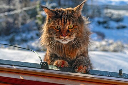Cat looks in the window from the street. Maine Coon cat climbs to the window from the snow-covered roof.の写真素材