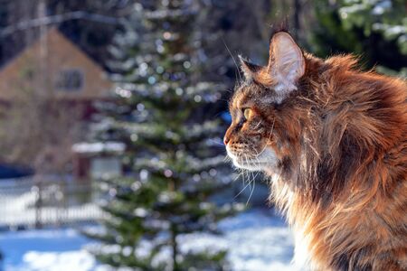 Maine Coon cat on the window, side view. Fluffy cat  on the snow-covered background in country house, winter day.の写真素材