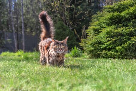 Portrait optimistic Maine Coon cat on green grass with copy space and sunny summer day. Walk with pet in the garden.の写真素材