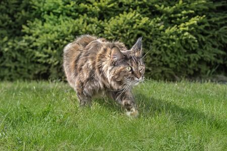 Maine Coon cat hunts. Portrait stealthy cat prowling on the grass in the sunny garden. Front view,...
