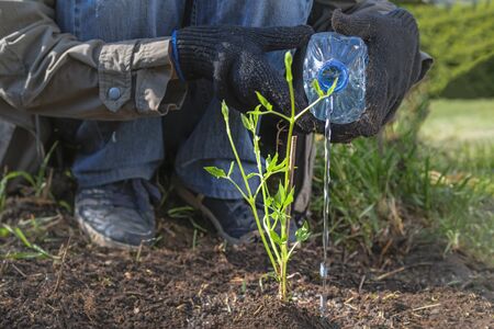 Planting Climatis seedling in the garden. Women's gloved hands pour water from a bottle on bright...