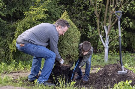 Father and son plant young tree in the garden. Concept family work, hobbies, planting seedling.の写真素材