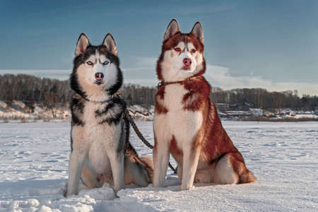Siberian husky dogs on the background of winter landscape. Husky sitting on the snow, sunny background, blue sky, snow field.の写真素材