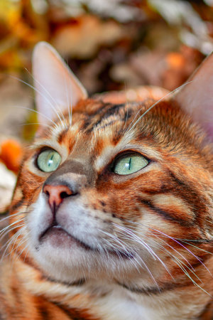 Portrait bengal cat, muzzle cat, close up.