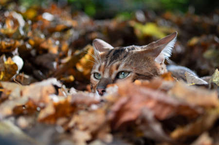 Bengal cat in autumn foliage. Portrait, front view, close upの写真素材