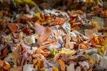 Bengal cat sheltered in fallen leaves in autumn park, sunny day. Cat lay low.