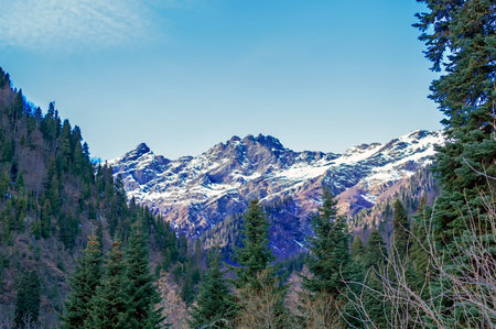 Mountain landscape. Coniferous forest in the foreground, snow-capped mountain peaks in the background. Clear blue sky on a sunny dayの写真素材