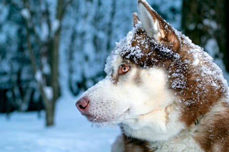 Portrait red Siberian husky dog on background of winter forest in the snow. Copy spaceの写真素材