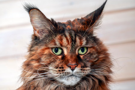Cats cute muzzle close-up, face maine coon.の写真素材