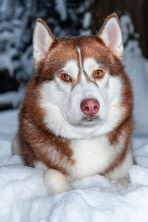 Portrait red Siberian husky dog lying on the snow in winter forestの写真素材