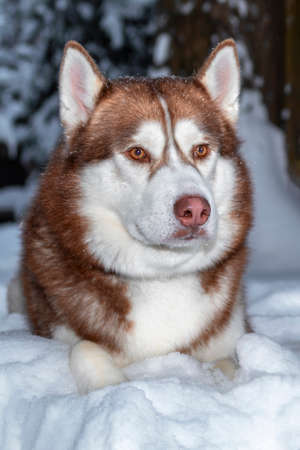 Portrait red Siberian husky dog lying on the snow in winter forestの写真素材