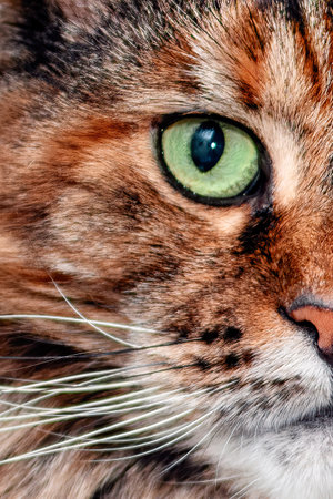 Cats muzzle close-up, half face maine coon.の写真素材