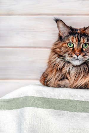 Cats muzzle close-up, half face maine coon. Copy space.の写真素材
