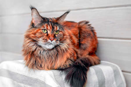 Cat maine coon portrait. Portrait front viewの写真素材
