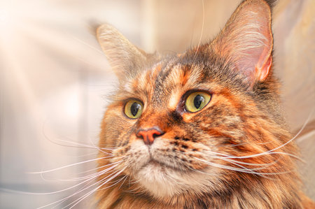 Portrait Maine Coon cat in the sunny lightの写真素材