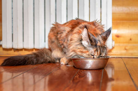 Large long-haired tabby Maine Coon cat sits near a metal bowl and eats food.の写真素材