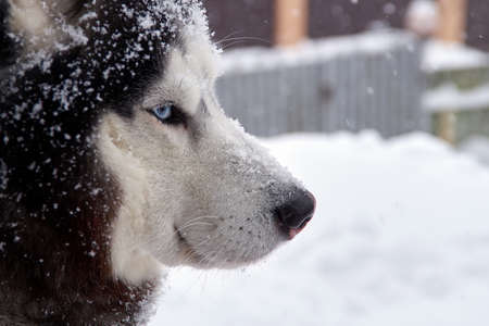 Close up portrait of blue eyes husky dog in snow on winer backgroundの写真素材