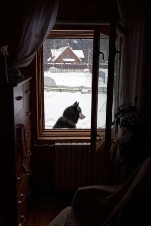 Silhouette husky dog in window. View from the window, winter.の写真素材