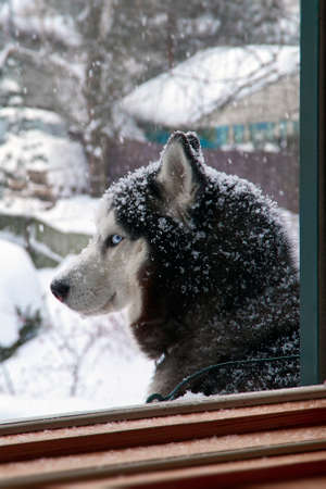 Close up portrait of blue eyes husky dog in snow on winer background. Snowy weather.の写真素材
