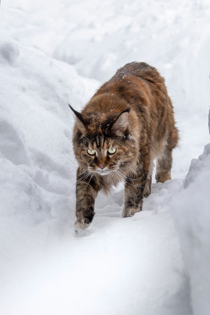 Grey Maine coon cat walks along the snow path between the snowdrifts.の写真素材