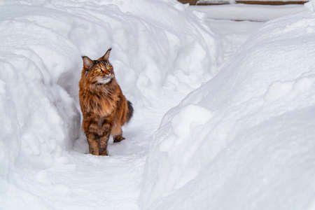 Maine coon cat walks along the snow path between the snowdrifts. Hunting, copy space.の写真素材