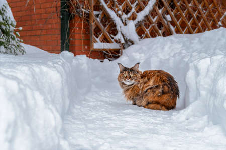 Maine Coon cat sits on a snow-covered path near the house.の写真素材