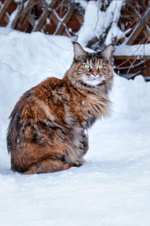 Maine Coon cat sits on snowy frozen pathの写真素材