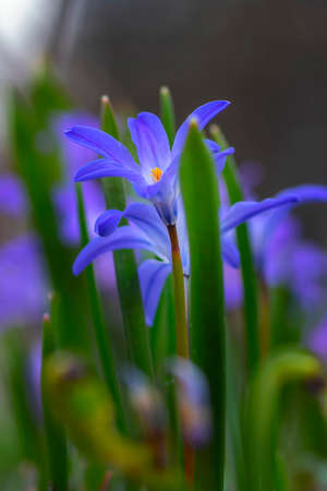 Beautiful closeup of blue spring flower bud on romantic green background.の写真素材