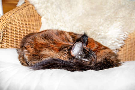 Maine Coon cat sleeping curled up on pillow in wicker chairの写真素材