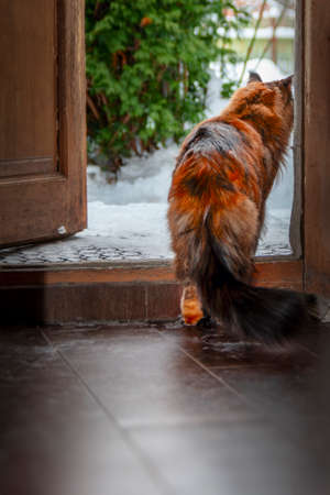 Maine Coon cat goes outside to the street. Cat looks at the street. Rear view, silhouetteの写真素材