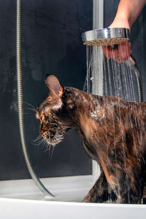 Wet cat. Maine Coon cat is watered from the shower. Cat is being washedの写真素材