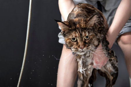 Cat bath. Wet, angry maine coon cat. Cat doesn't want to take a shower. Muzzle of wet cat in the...