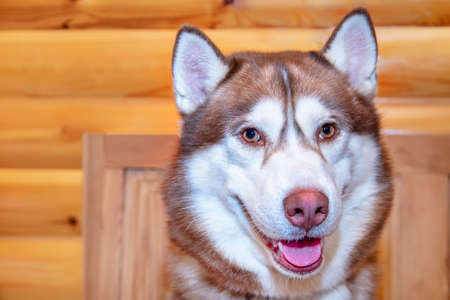 Portrait red siberian husky dog close upの写真素材