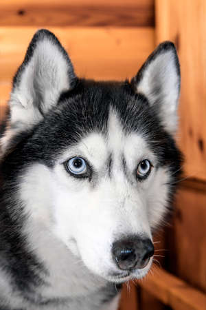 Portrait black and white siberian husky dog with blue eyes, closeup, wooden background.の写真素材