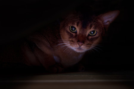 Abyssinian cat hid under the bed. Portrait angry cat, dark backgroundの写真素材